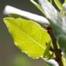 Leafspark