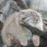 palacecat