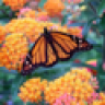 Butterflyweed
