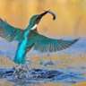 Kingfisher G.