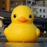 pmquack