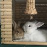 bagbunnies