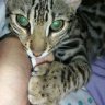 bengalbeauty