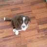 Rubyroz
