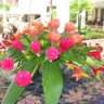 flowergallm