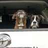 2boxermom