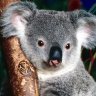 koalamui