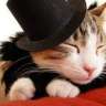 Fashionstyl