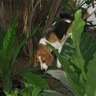 legalbeagle