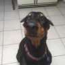 DobeChic