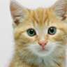 natmeows