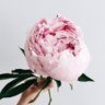 peonypony