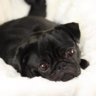 Snugglepug