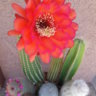 Cactus22
