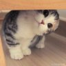 Whitesesame