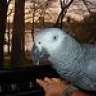 parrotplay