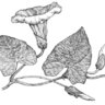 Bindweed