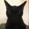 Black_Cat