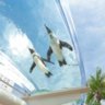 soratobipenguin