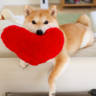 paiguyo