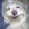 porcupine