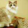 LV_kitty