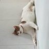 thefeline