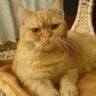 Caterin
