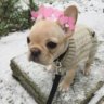 Pugchiwawa