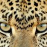 Psychotic Leopard
