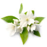 Jasmine*