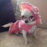 NYCchihuahua