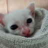 kittypatty