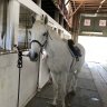 Handbags&horses
