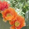 Orangecactus
