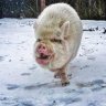 Memphis Piggy Mom