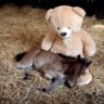 ponie.pp