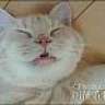 catamount_judy