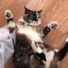 stinkycat
