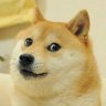cryptopuppy