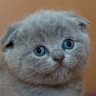 babiecat
