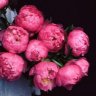 peonies22