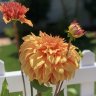 DahliaLuv