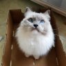 Floandcat