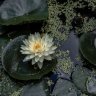 lotuspaste
