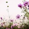 Pleasantplum