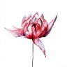 LikeAflowerInTheDawn