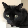 MorrisTheCat