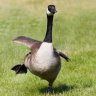 SillyGoose