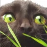 torquay-cat